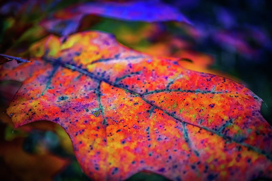 Colors of autumn leaves Photograph by Lilia S