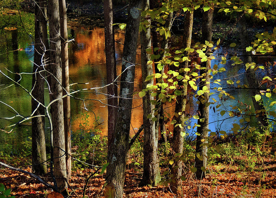 Colors of Autumn  Photograph by Nancy Griswold