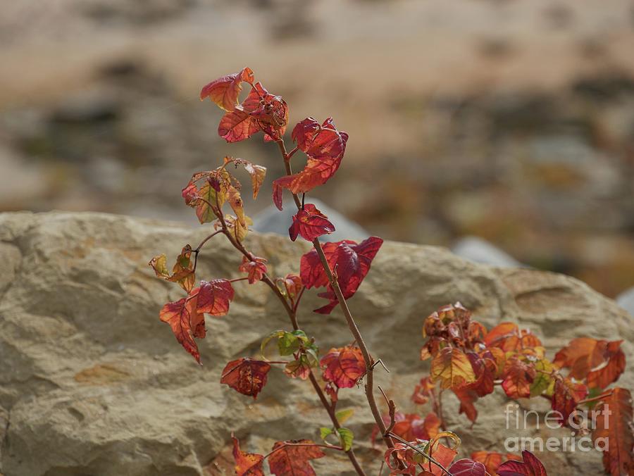 Colors of Autumn Photograph by On da Raks