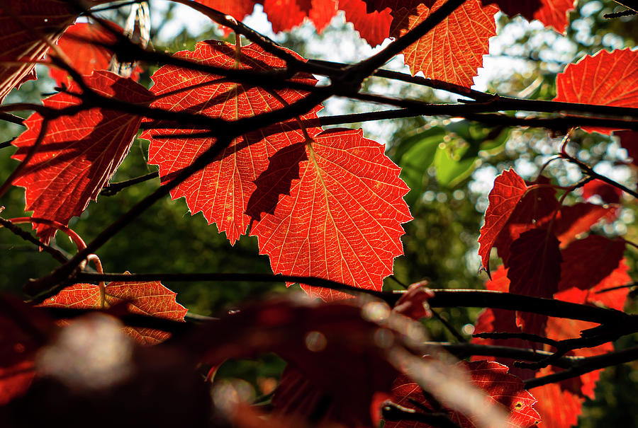 Colors of Autumn Reds Photograph by Sandra Js