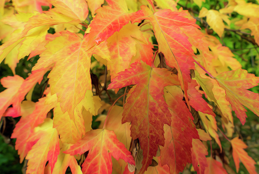 Colors of Autumn Photograph by Sandra Js