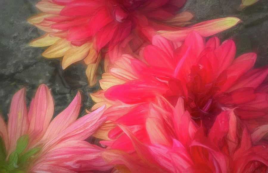 Colors Of Dahlia Digital Art by Kevin Lane