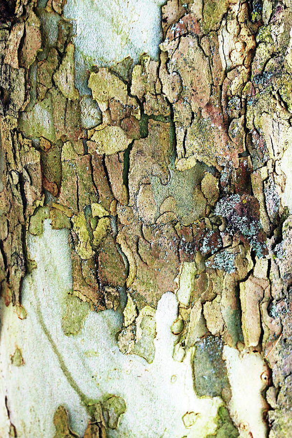 Colors Of Eastern Sycamore II Photograph by Debbie Oppermann
