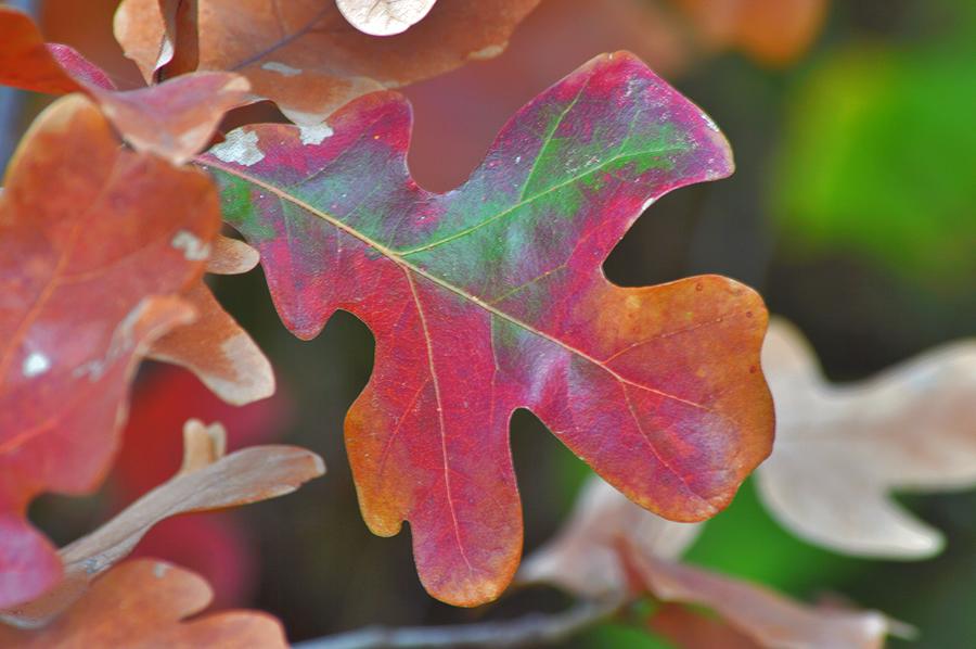 Colors of Fall in Big Oak Leaf Photograph by Gaby Ethington