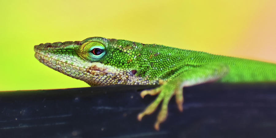 Colors Of Nature - Anole Lizard 020 panorama Photograph by George Bostian