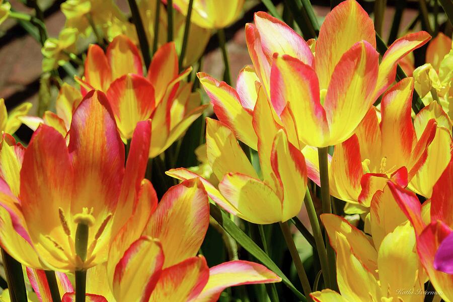 Colors of Nature Photograph by Kathi Isserman Colors of Nature Photograph by Kathi Isserman