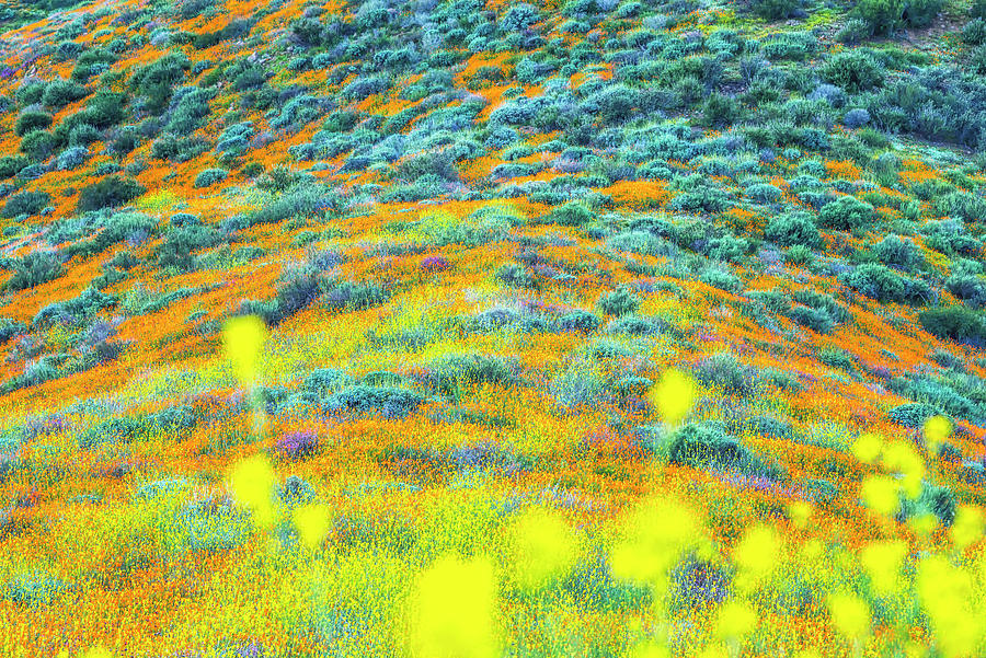 Colors Of Serenity Walker Canyon Wildflowers Photograph by Joseph S Giacalone