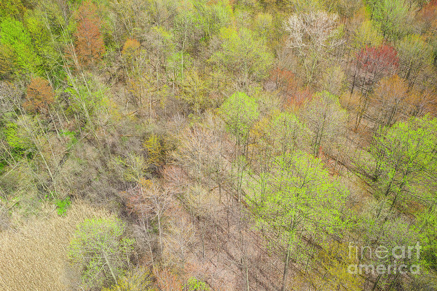 Colors of Spring Forest AR10396 Photograph by Mark Graf