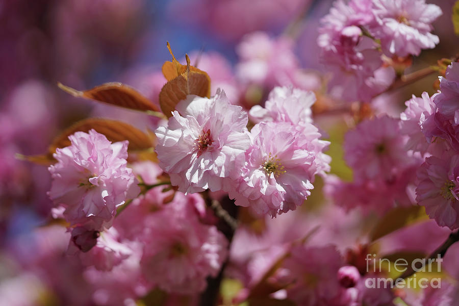 Flower Photograph - Colors of Spring by Rachel Cohen