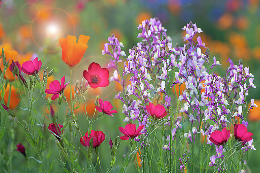 Colors of Spring Photograph by Vanessa Thomas
