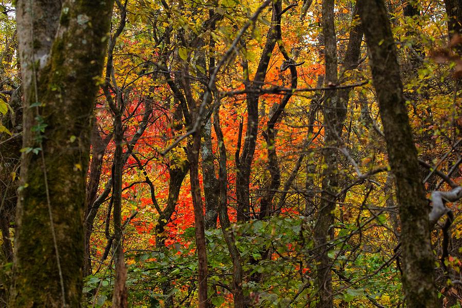 Colors of Tennessee 3 Photograph by Ernest Echols