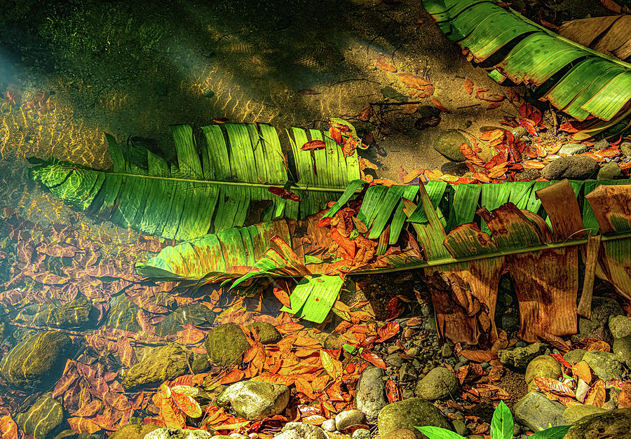 Colors of the Creek, Manuel Antonio Rainforest Photograph by Marcy Wielfaert