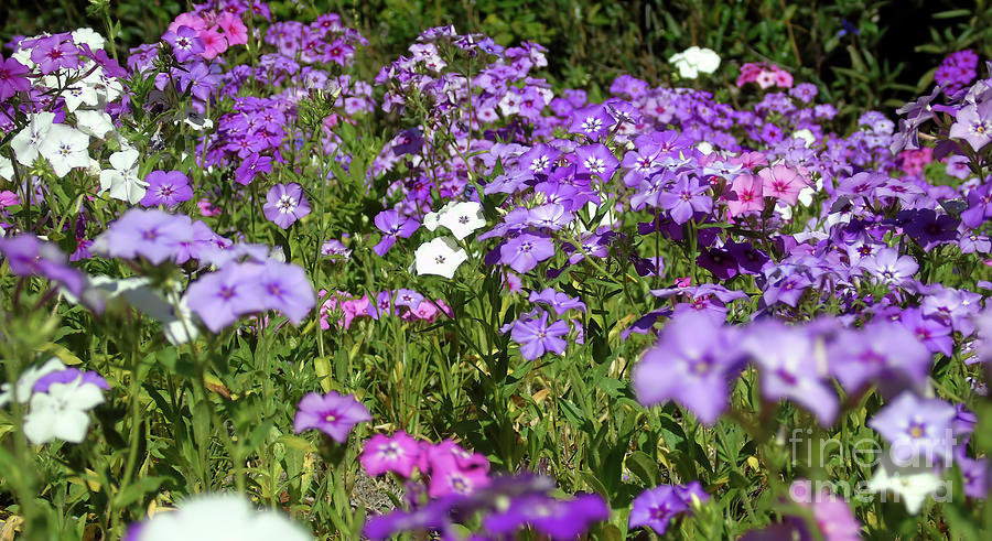 Colors Of The Phlox Photograph by D Hackett