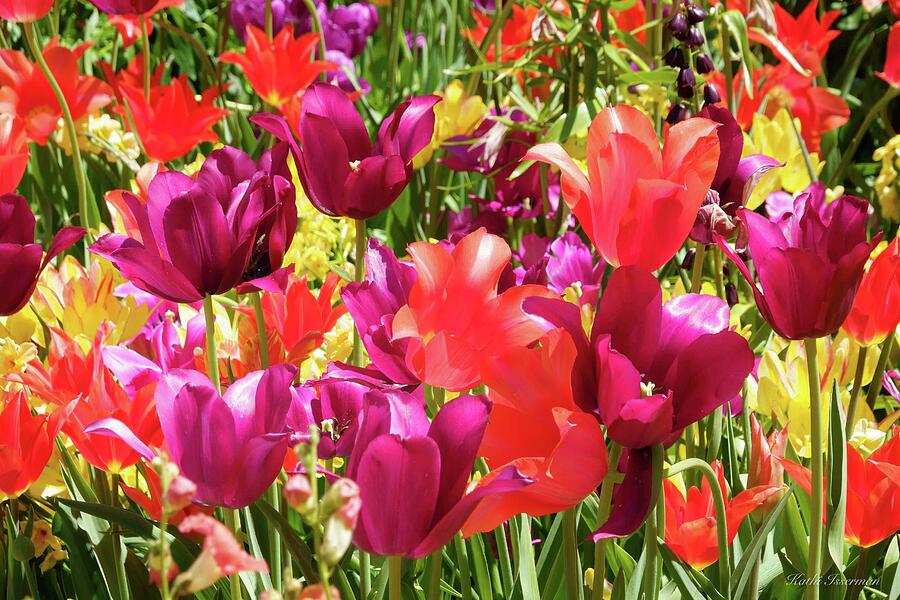 Colors of the Rainbow Photograph by Kathi Isserman Colors of the Rainbow Photograph by Kathi Isserman