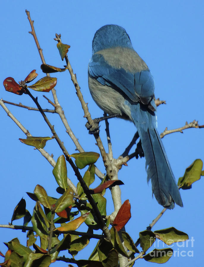 Colors Of The Scrub Jay Photograph by D Hackett