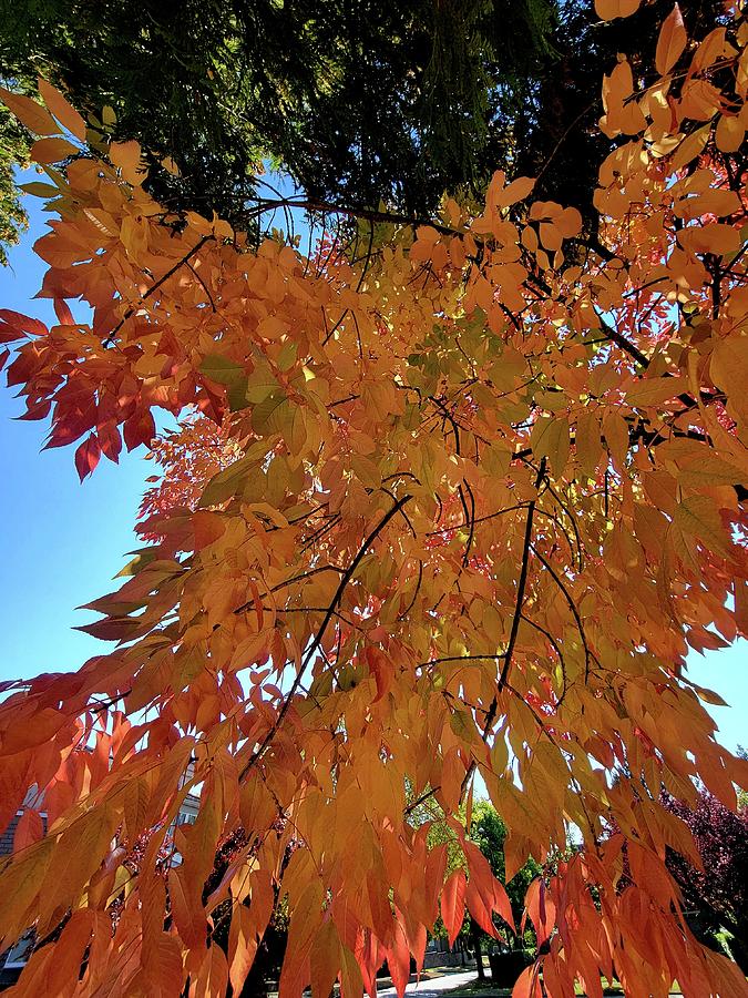 Colors of the White Ash Tree Photograph by Darrell MacIver Fine Art