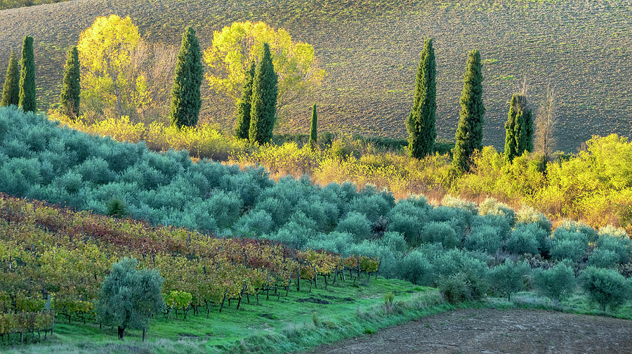 Colors of Tuscany Photograph by Eggers Photography