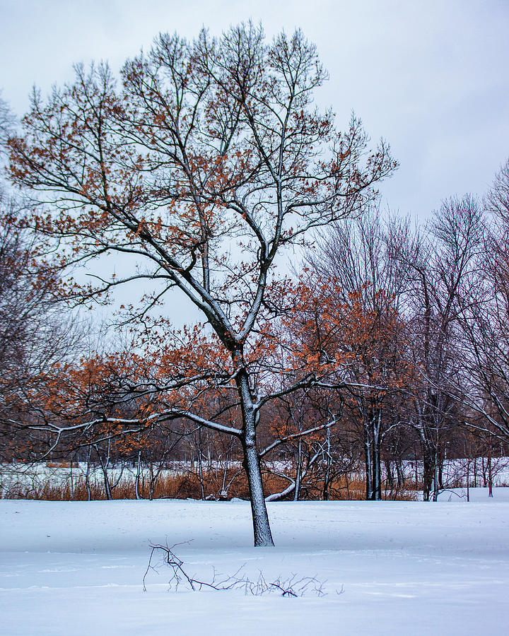 Colors of Winter Photograph by Auden Johnson