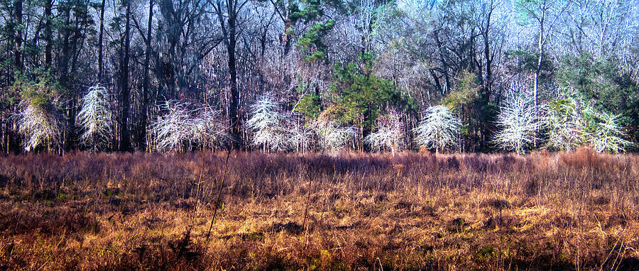 South Carolina Winter  Photograph by Norma Brandsberg