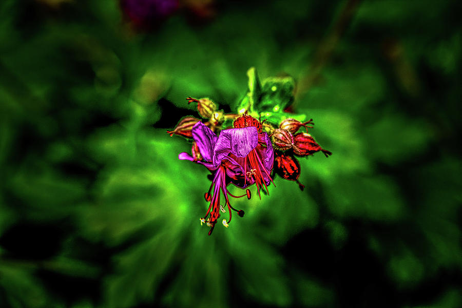 Flower Photograph - Colour burst #l1 by Leif Sohlman