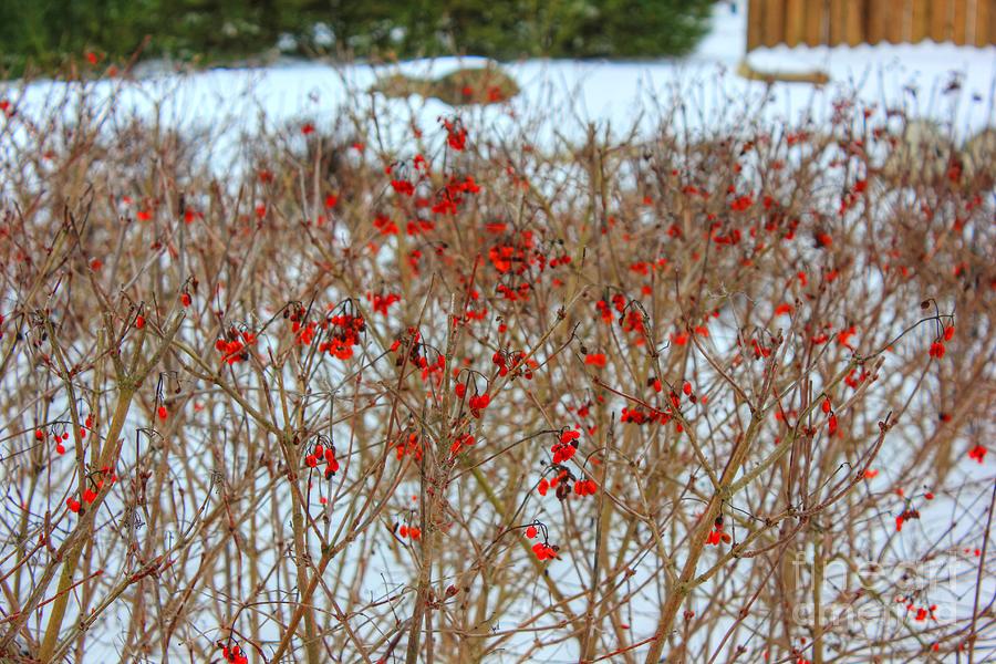 Colour in Winter Photograph by Vicki Spindler