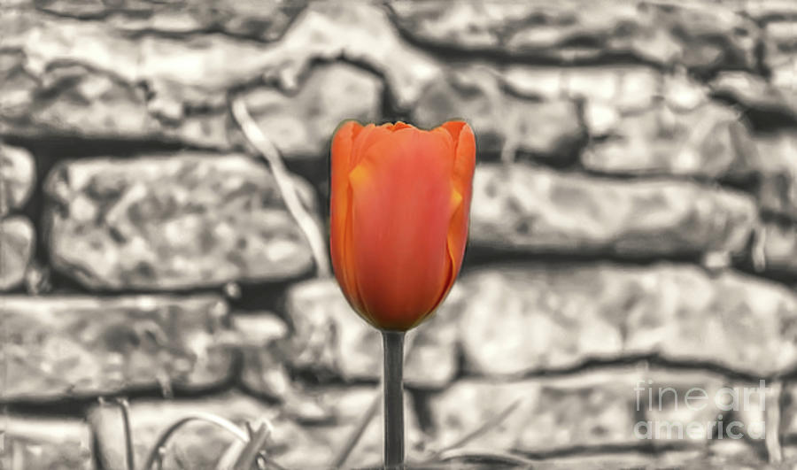 Colour selected Orange Tulip Photograph by Pics By Tony