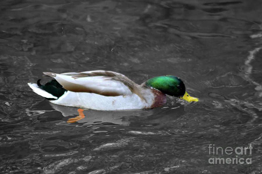 Colour selective of male Mallard duck Photograph by Pics By Tony