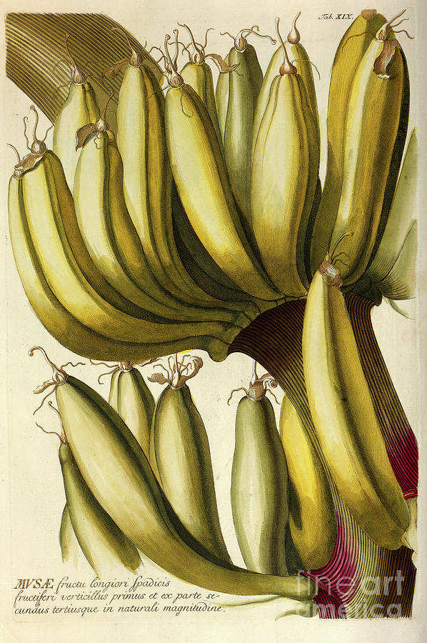 Coloured Copperplate engraving banana o1 Photograph by Botany