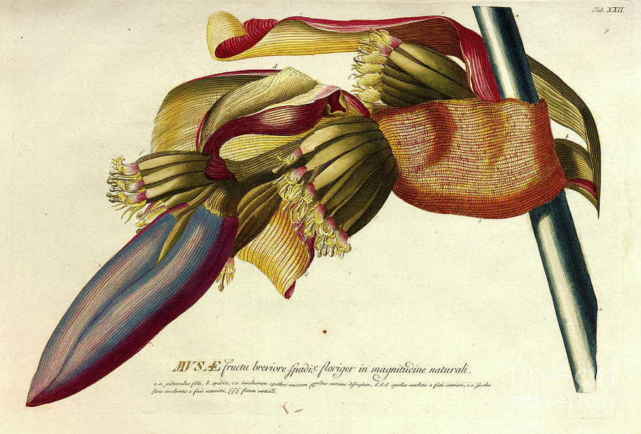 Coloured Copperplate engraving Banana o2 Photograph by Botany