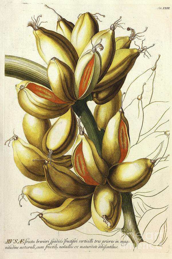Coloured Copperplate engraving Banana o3 Photograph by Botany