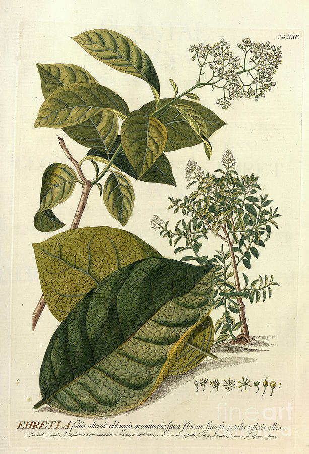 Coloured Copperplate engraving Ehretia o1 Photograph by Botany