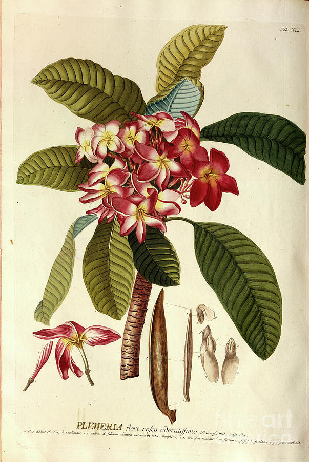 Coloured Copperplate engraving n1 Photograph by Botany