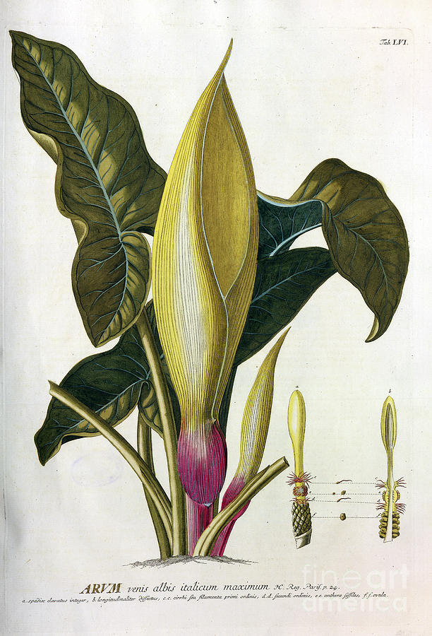 Coloured Copperplate engraving n11 Photograph by Botany