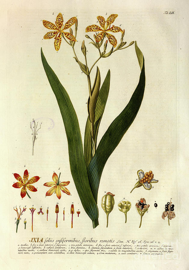 Coloured Copperplate engraving n13 Photograph by Botany