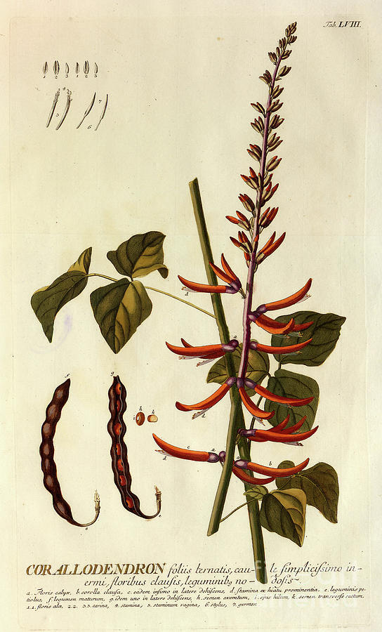Coloured Copperplate engraving n15 Photograph by Botany