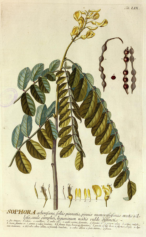 Coloured Copperplate engraving n16 Photograph by Botany