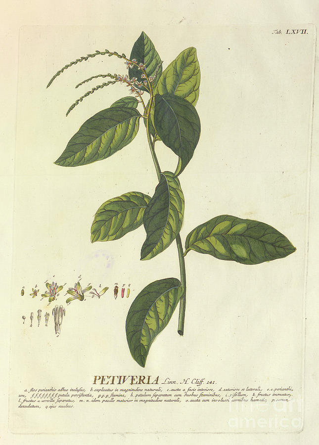 Coloured Copperplate engraving n18 Photograph by Botany