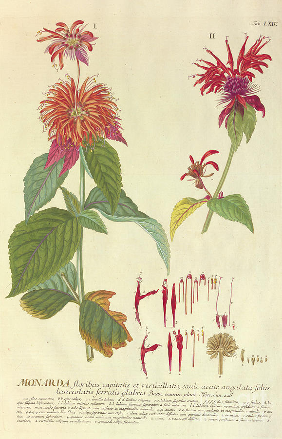 Coloured Copperplate engraving n19 Photograph by Botany