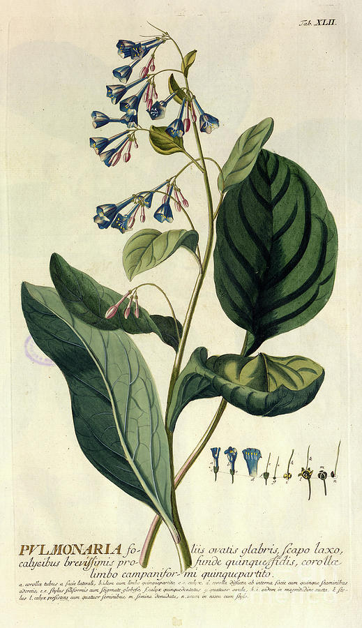 Coloured Copperplate engraving n2 Photograph by Botany