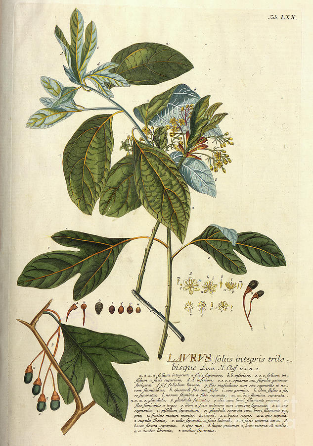 Coloured Copperplate engraving n20 Photograph by Botany