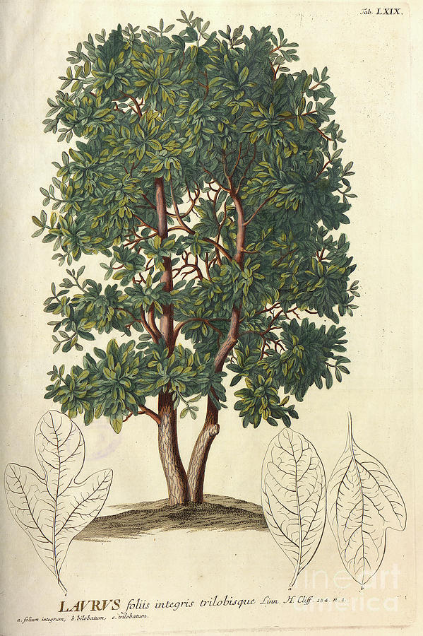 Coloured Copperplate engraving n21 Photograph by Botany
