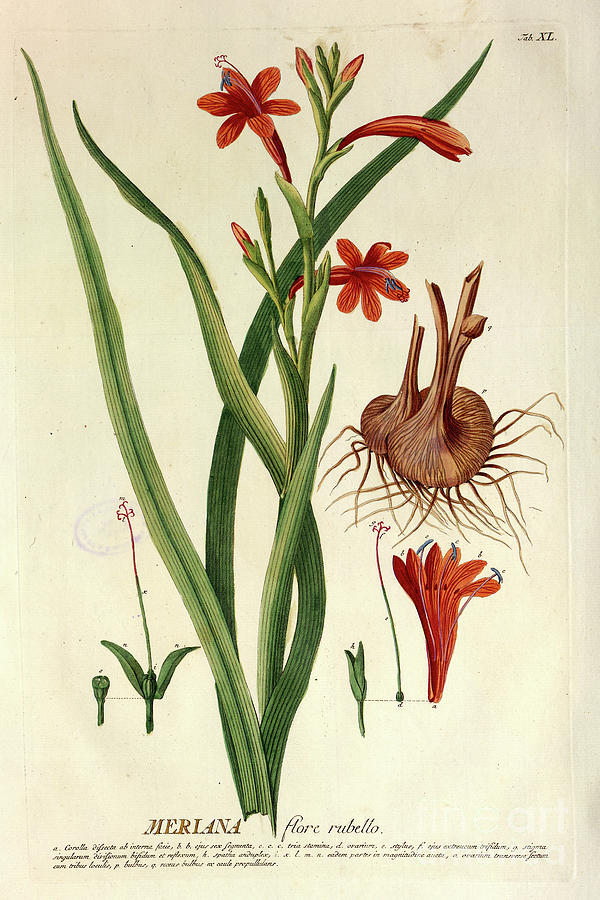 Coloured Copperplate engraving n3 Photograph by Botany