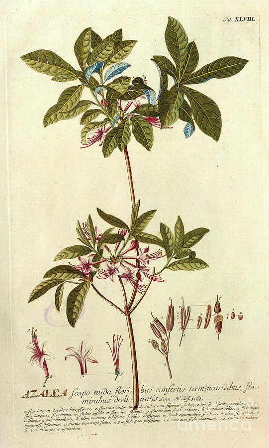 Coloured Copperplate engraving n4 Photograph by Botany