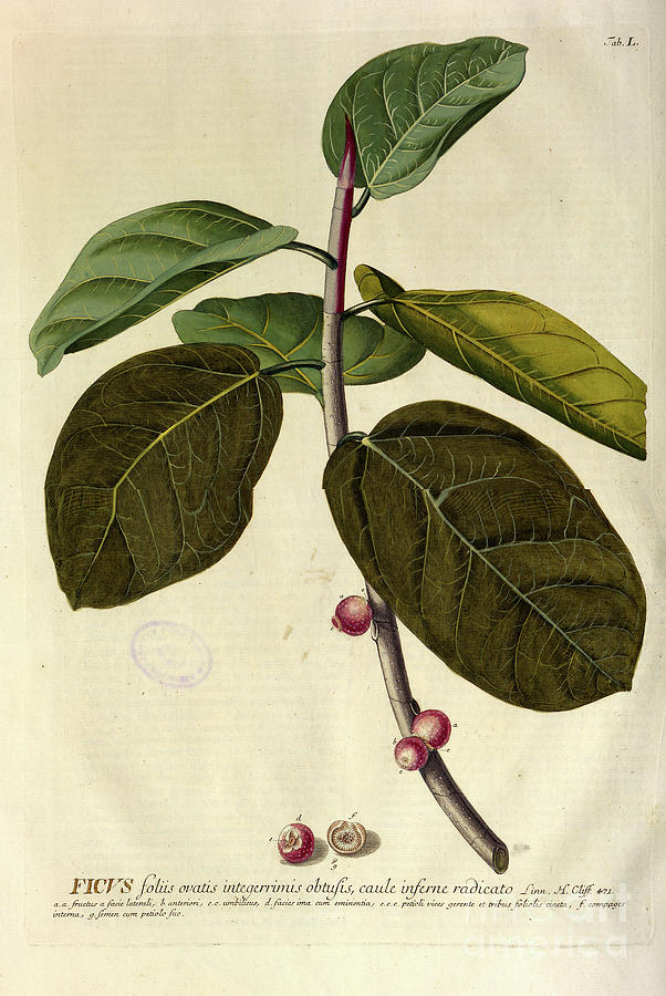 Coloured Copperplate engraving n5 Photograph by Botany