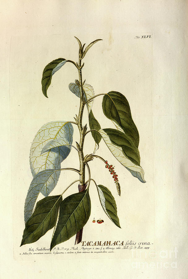 Coloured Copperplate engraving n6 Photograph by Botany