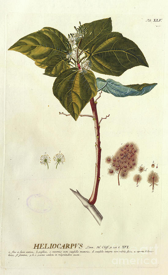 Coloured Copperplate engraving n7 Photograph by Botany