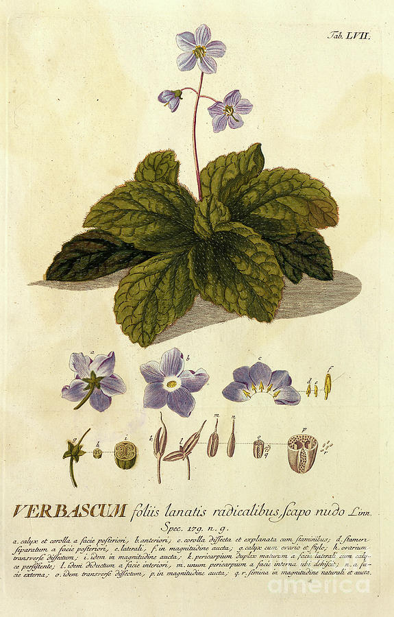 Coloured Copperplate engraving n9 Photograph by Botany