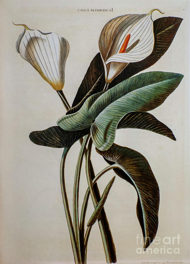 Coloured Copperplate engraving o1 Photograph by Botany