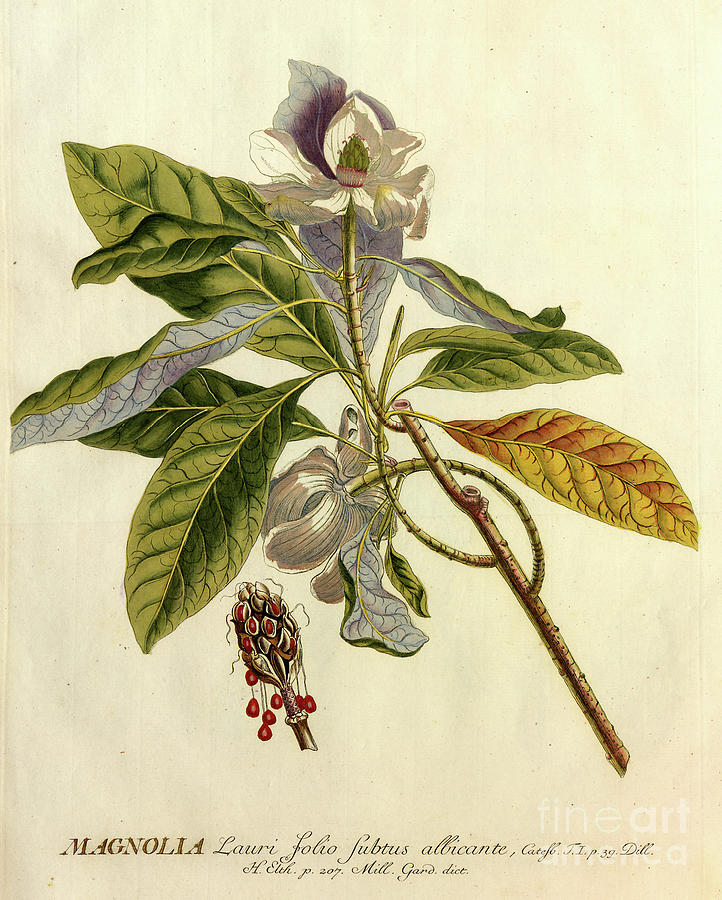 Coloured Copperplate engraving o10 Photograph by Botany