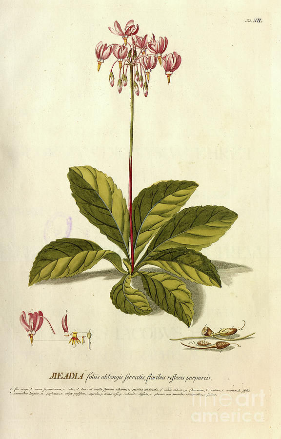 Coloured Copperplate engraving o13 Photograph by Botany